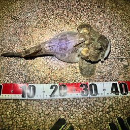 トウベツカジカ