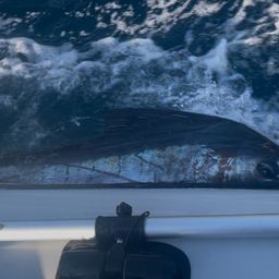 バショウカジキ