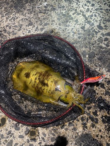 アオリイカの釣果