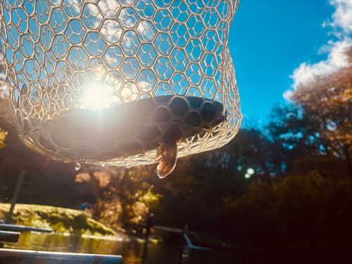 トラウトの釣果