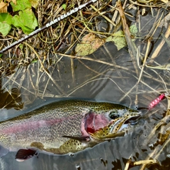 ニジマスの釣果