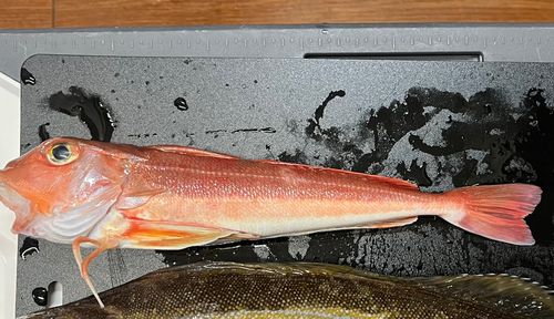 カナガシラの釣果