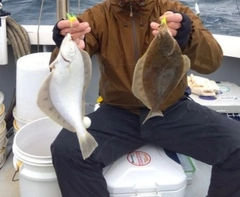 マガレイの釣果