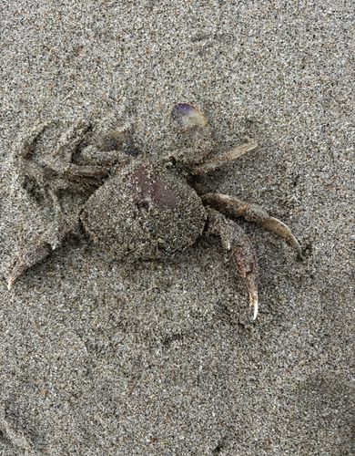 ヒラツメガニの釣果