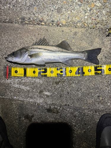 シーバスの釣果