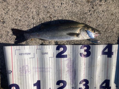 フッコ（マルスズキ）の釣果