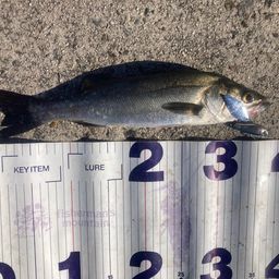 フッコ（マルスズキ）