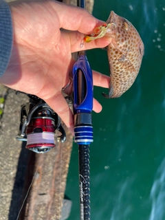 オオモンハタの釣果