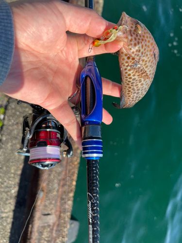 オオモンハタの釣果