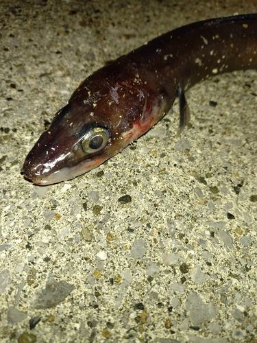 クロアナゴの釣果