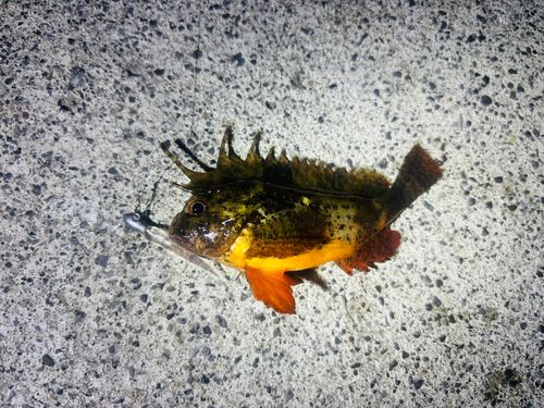 ハオコゼの釣果