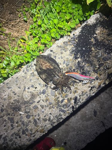 コウイカの釣果