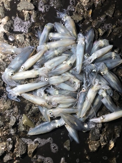 マメイカの釣果