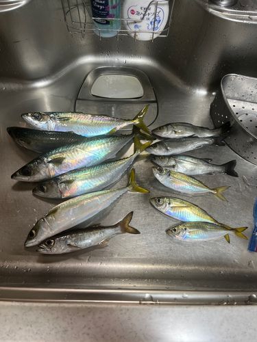 大黒海づり施設