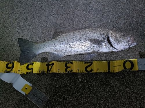 小野川河口（鹿児島）