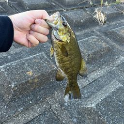 スモールマウスバス