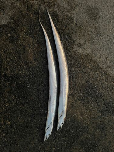 タチウオの釣果