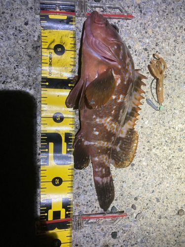 キジハタの釣果