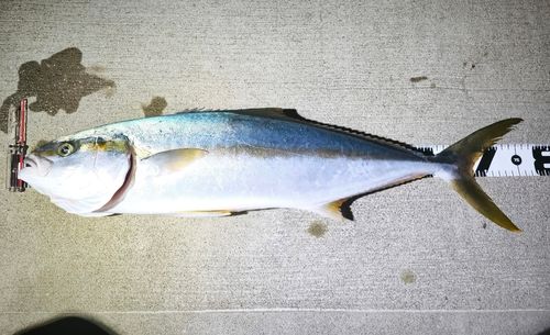 ヒラマサの釣果