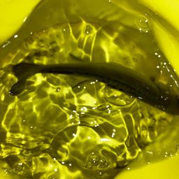 セイゴ（マルスズキ）