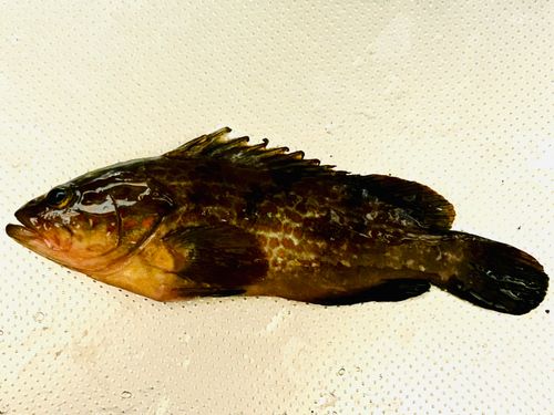 森漁港（愛媛）