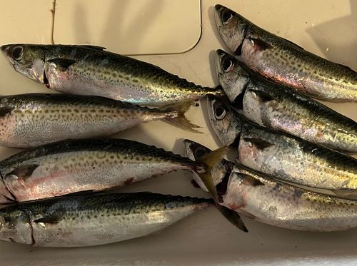 サバの釣果