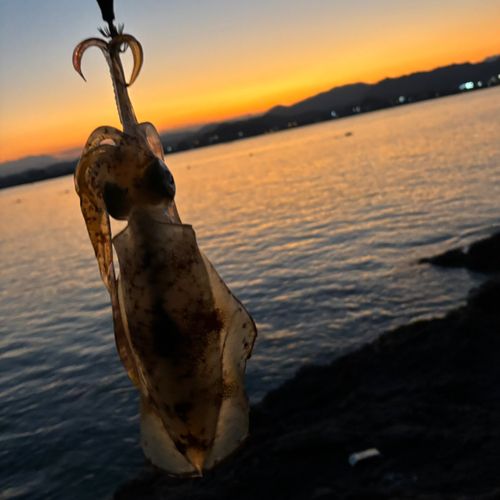 イカの釣果