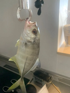 ロウニンアジの釣果