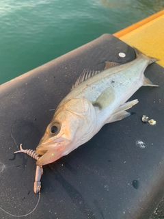 セイゴ（マルスズキ）の釣果