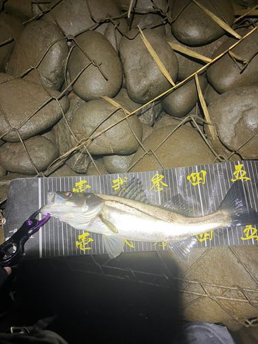 セイゴ（マルスズキ）の釣果