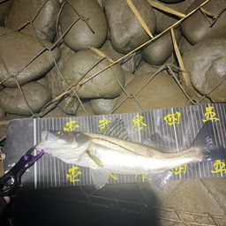 セイゴ（マルスズキ）