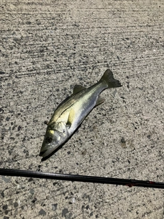 セイゴ（マルスズキ）の釣果