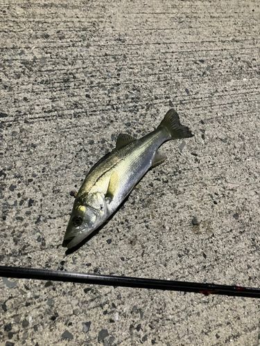 セイゴ（マルスズキ）の釣果