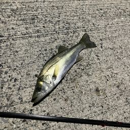 セイゴ（マルスズキ）