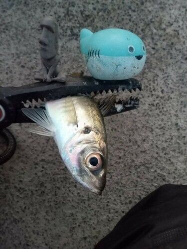 マアジの釣果