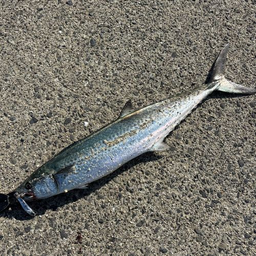 詫間町ゴマジリ