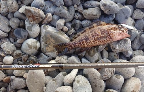 オオモンハタの釣果