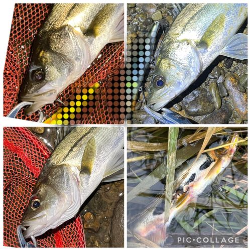 シーバスの釣果