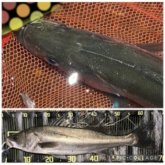 シーバスの釣果