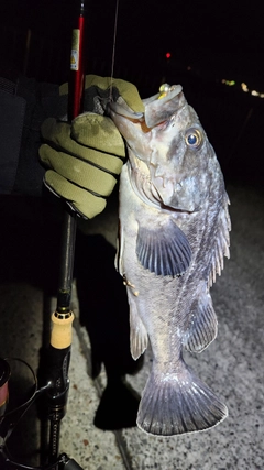 クロソイの釣果