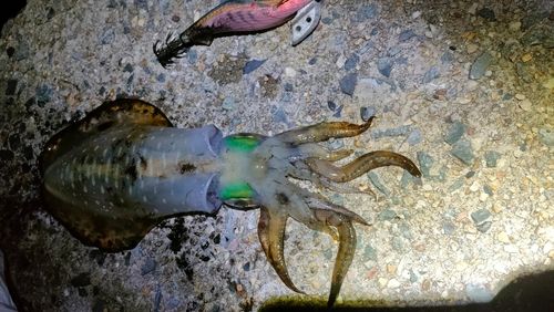 アオリイカの釣果