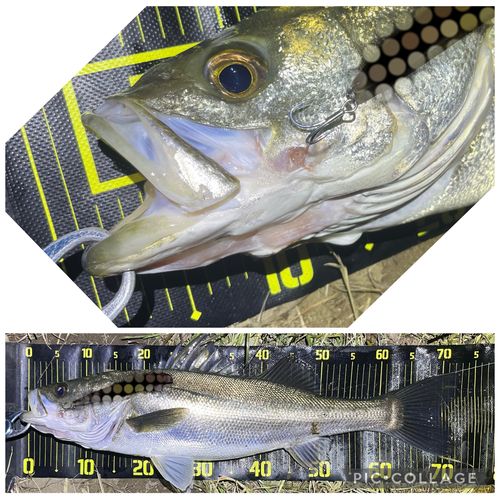 シーバスの釣果