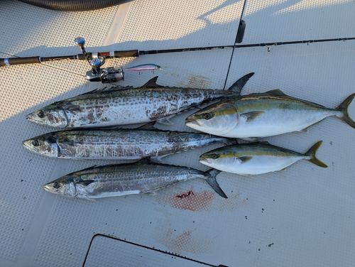 サワラの釣果