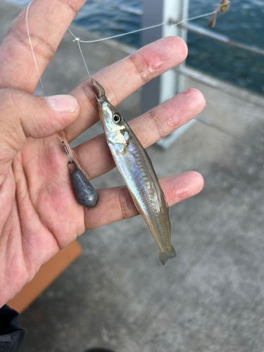 シロギスの釣果