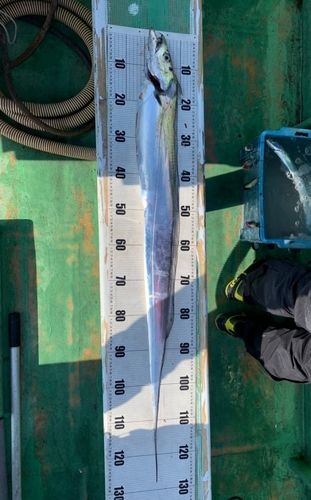 タチウオの釣果