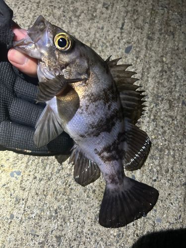 メバルの釣果