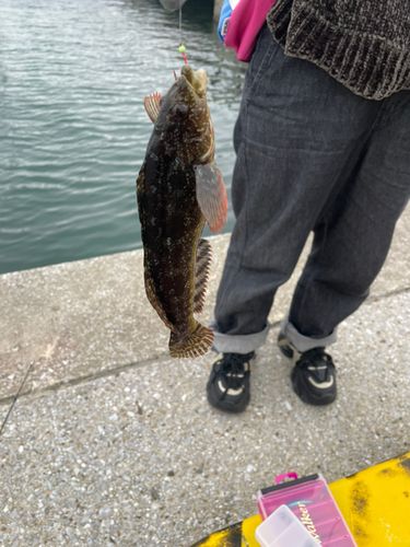 アイナメの釣果