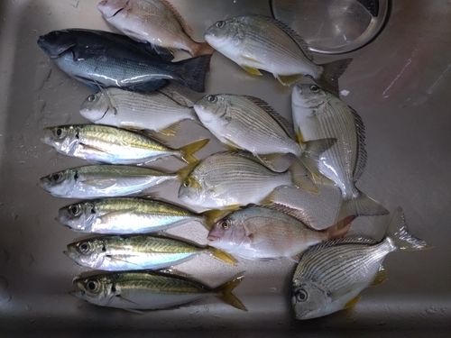 マアジの釣果