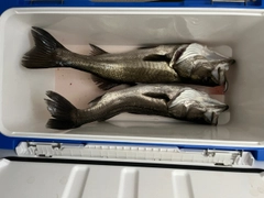 ハネ（ヒラスズキ）の釣果