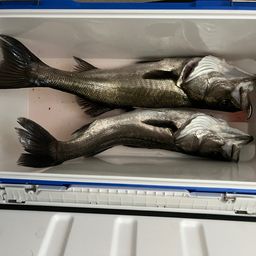 ハネ（ヒラスズキ）